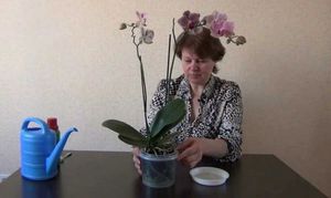 Tipps von erfahrenen Floristen, wie man Orchideen zu Hause richtig gießt