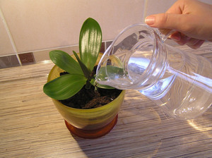 Los matices de elegir agua para regar orquídeas.