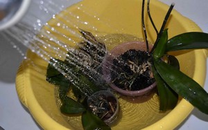 Description of ways to water orchids at home