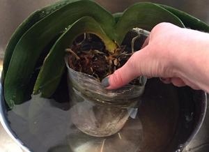 Rules for watering orchids by immersion in water