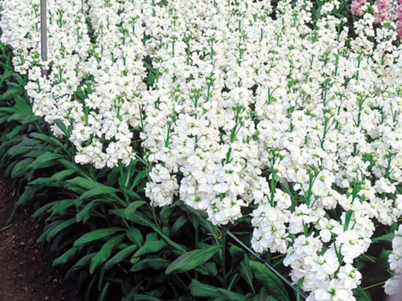 Levkoy fait référence aux plantes à fleurs annuelles.