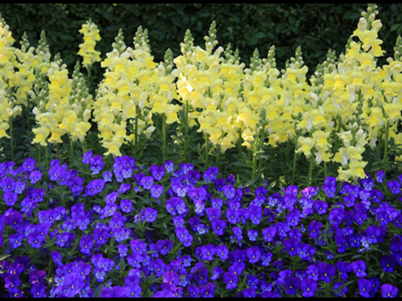 Levkoy blommor borstar