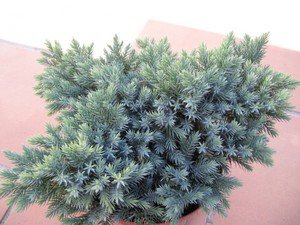 Juniper có vảy