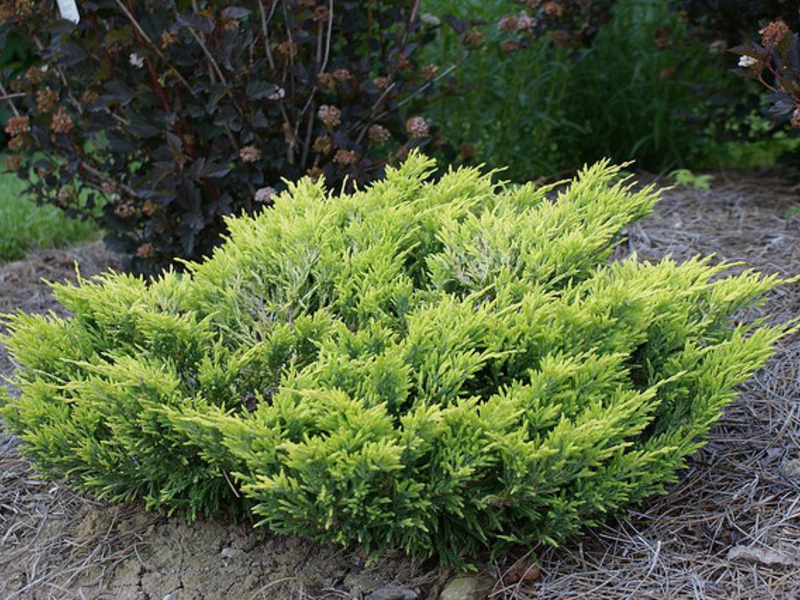 Hvor du kan plante einer