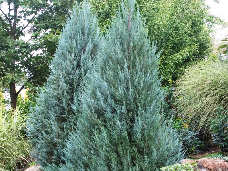 Juniper có vảy