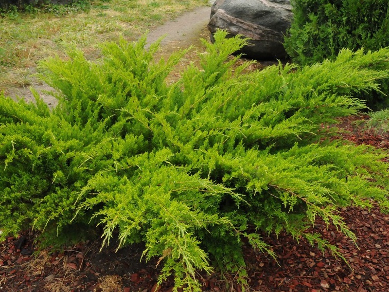 Juniper chinese