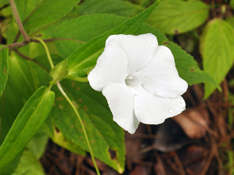 Thunbergia أبيض