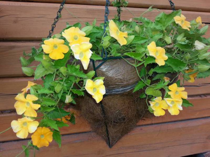 Thunbergia décore la maison