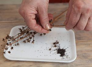 Namuose augina raktažoles iš sode surinktų sėklų