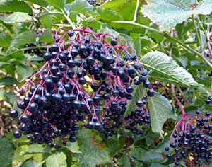 The healing properties of elderberry