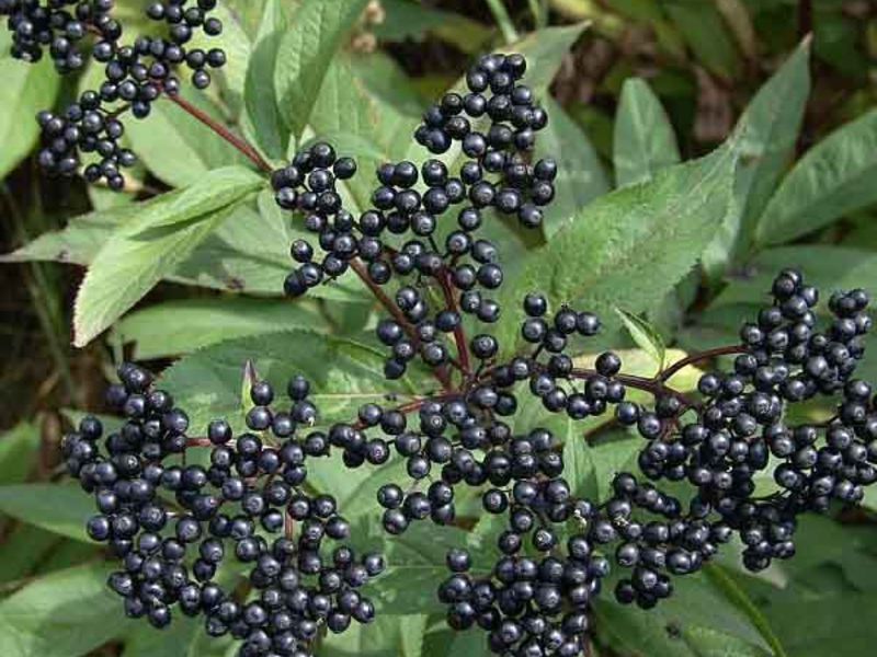 How is black elderberry used?