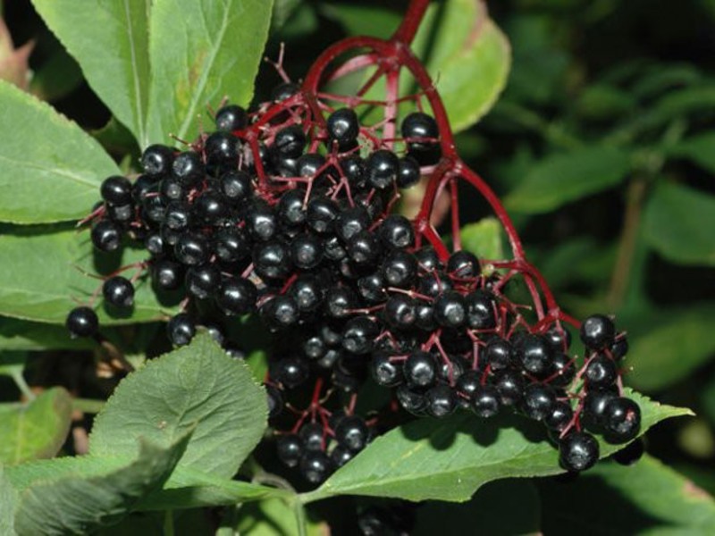 วิธีการเก็บและอบแห้ง Elderberry