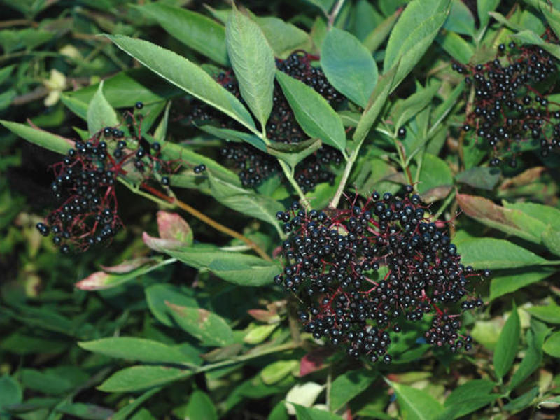 น้ำซุป Elderberry