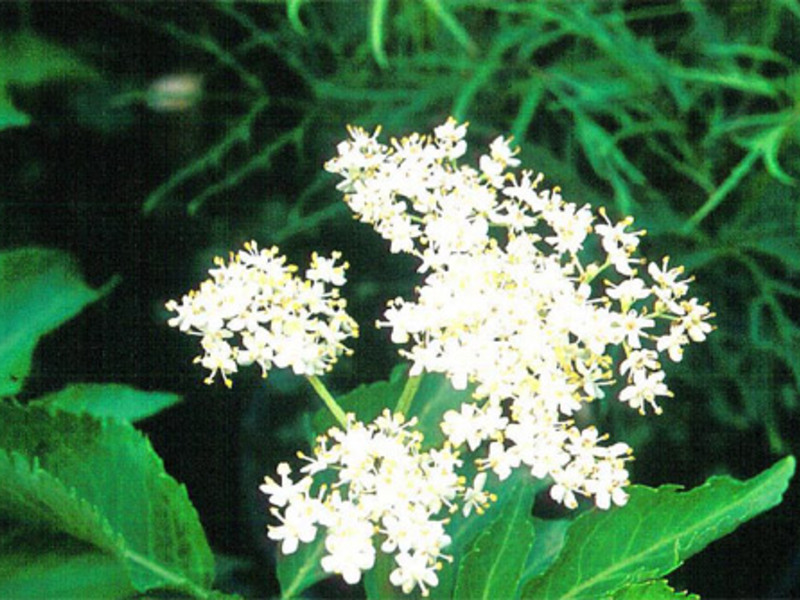 Description of black elderberry