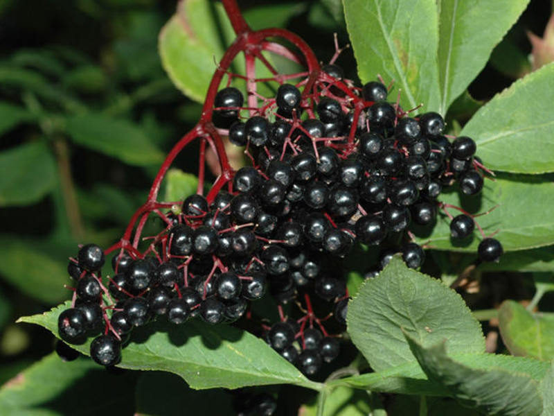 สรรพคุณของ black Elderberry