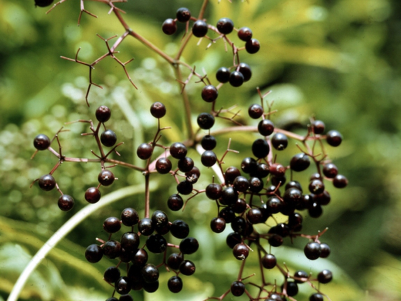 Arbusto de sabugueiro preto