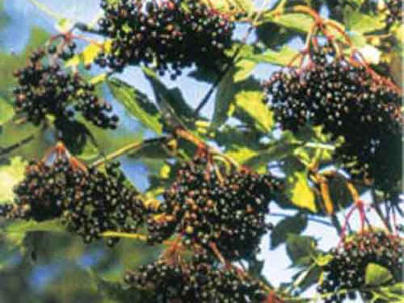 Elderberry เติบโตที่ไหน