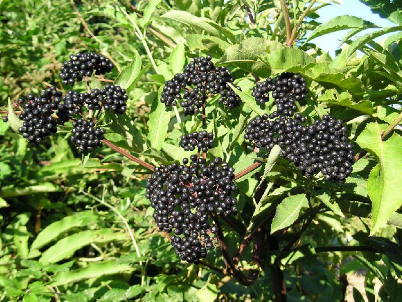 Variedades de sabugueiro preto