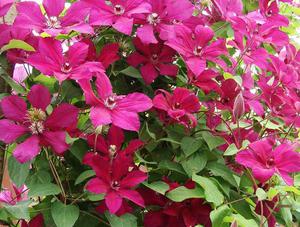 Insect pests of clematis