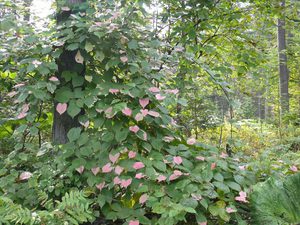 Actinidia in crescita