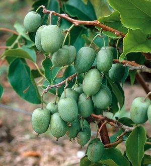 Actinidia - ευεργετικές ιδιότητες και συνταγές