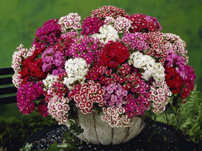 Varieties of carnation