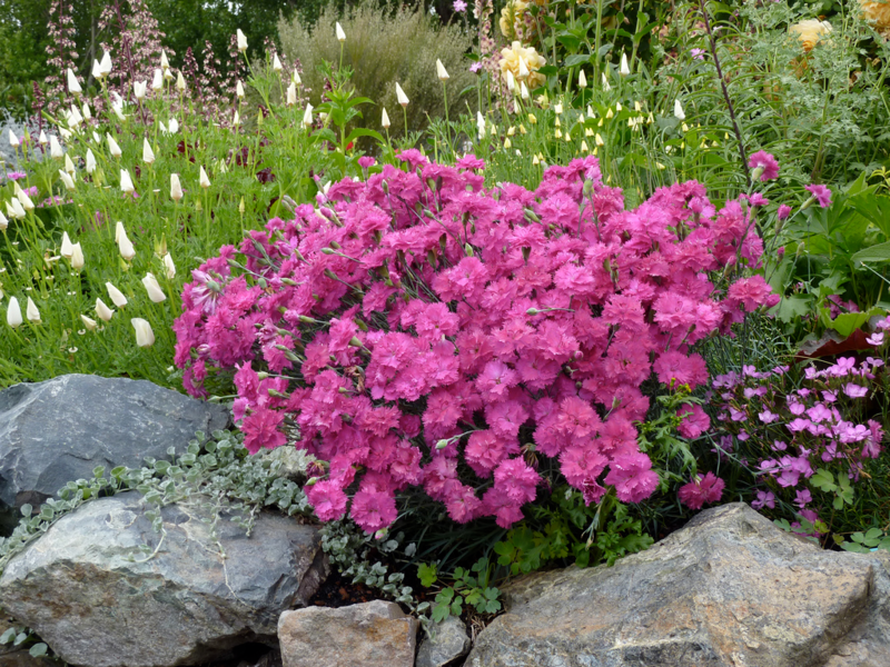 Hoe een anjer te planten