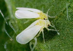 Boj whitefly na pokojových rostlinách