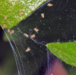 Whitefly-ohjausmenetelmät