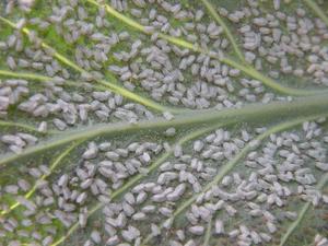 Tehokkaat whitefly-torjuntamenetelmät