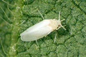 Whitefly Aussehen