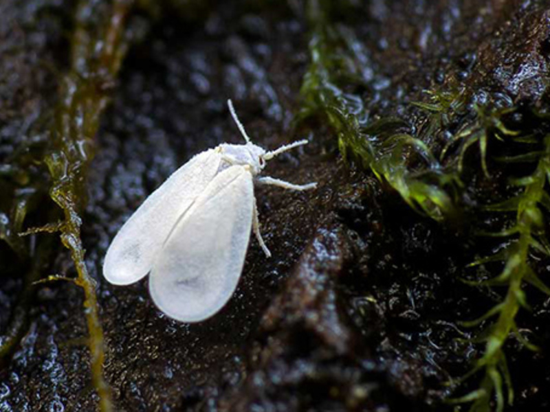 Boj whitefly na pokojových rostlinách