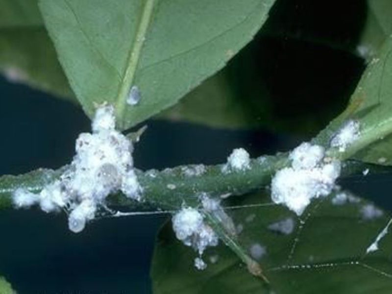 How to get rid of whitefly