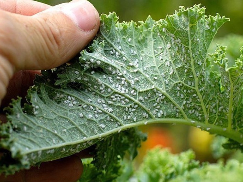 Lutando contra a mosca branca em plantas de interior