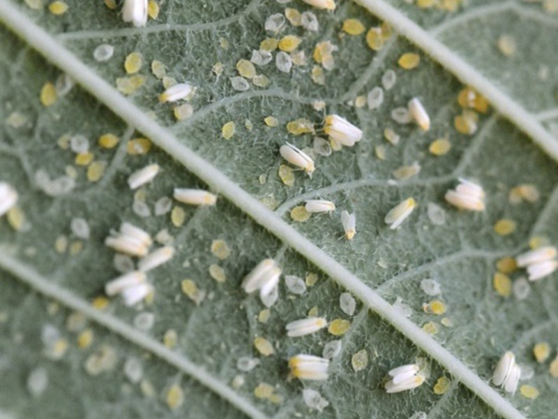 Cómo se reproduce la mosca blanca