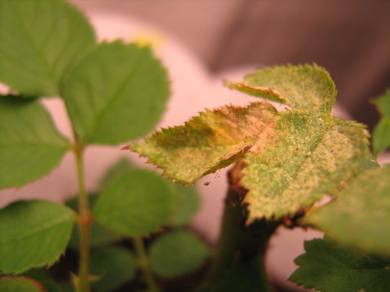 Pragas de plantas