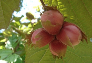 Nocciola variegata