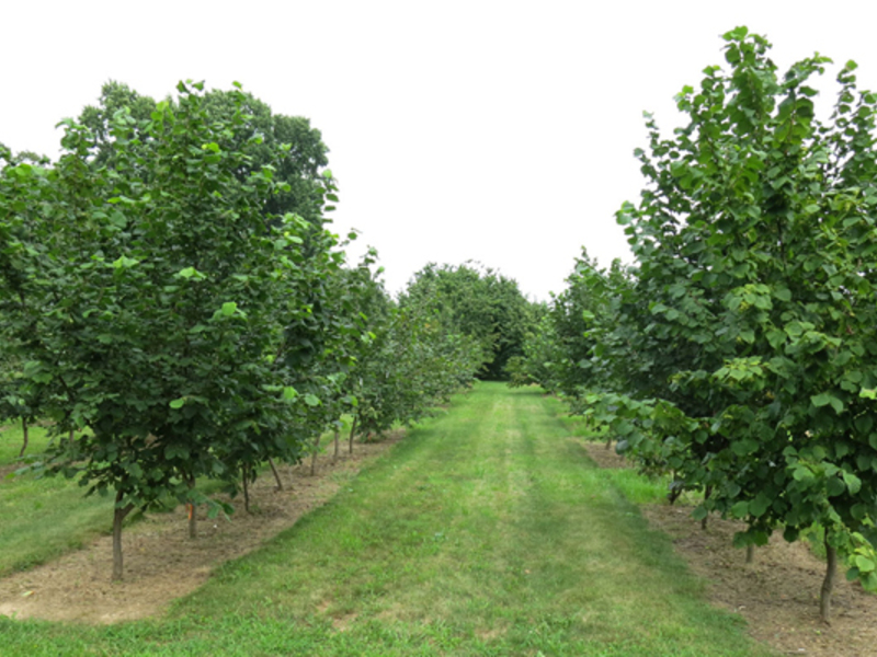 Lieskové plantáže