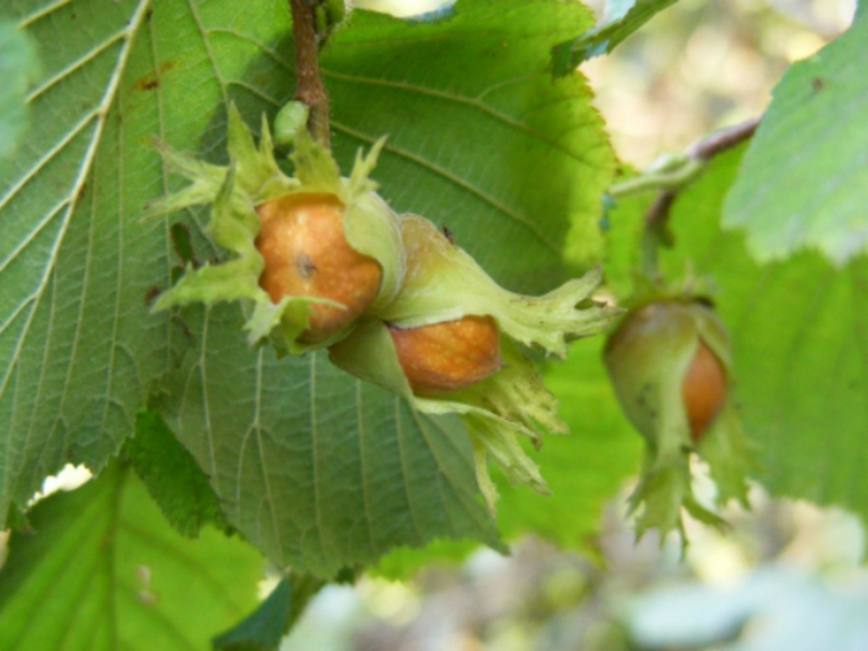 Haselnussgarten