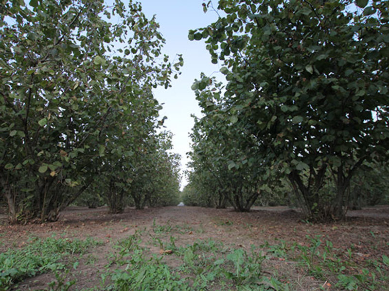 Mengapa hazelnut bulu mata berguna?