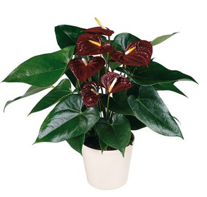 Anthurium es una de las especies tropicales más famosas.