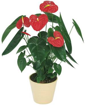 Soorten anthurium