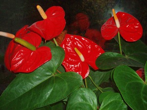 Hur anthurium blommar