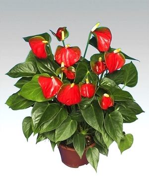 Anthurium cara menjaga