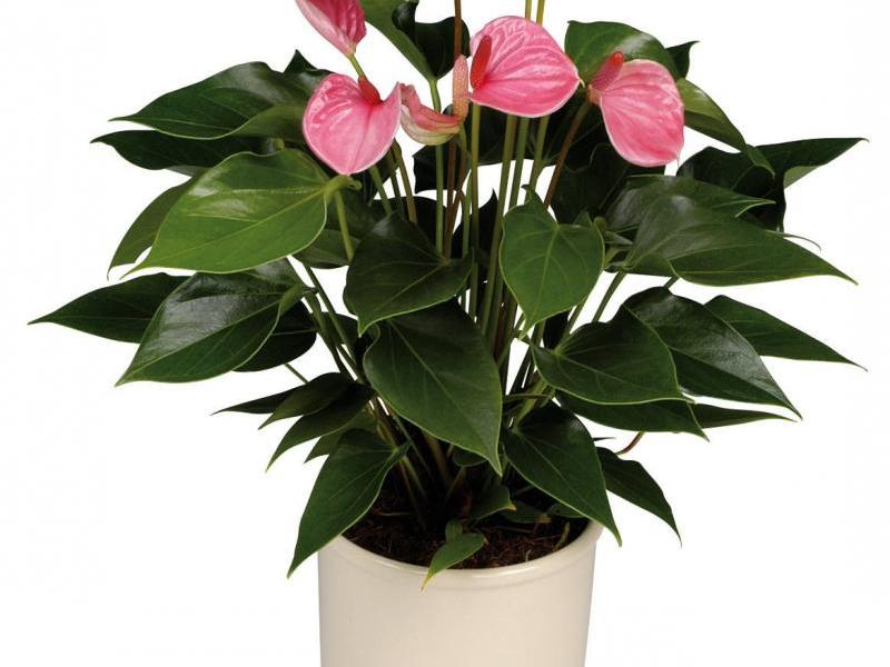 Anthurium in Innenräumen