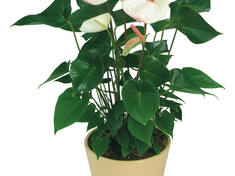 Wie man leitfähiges Anthurium pflegt