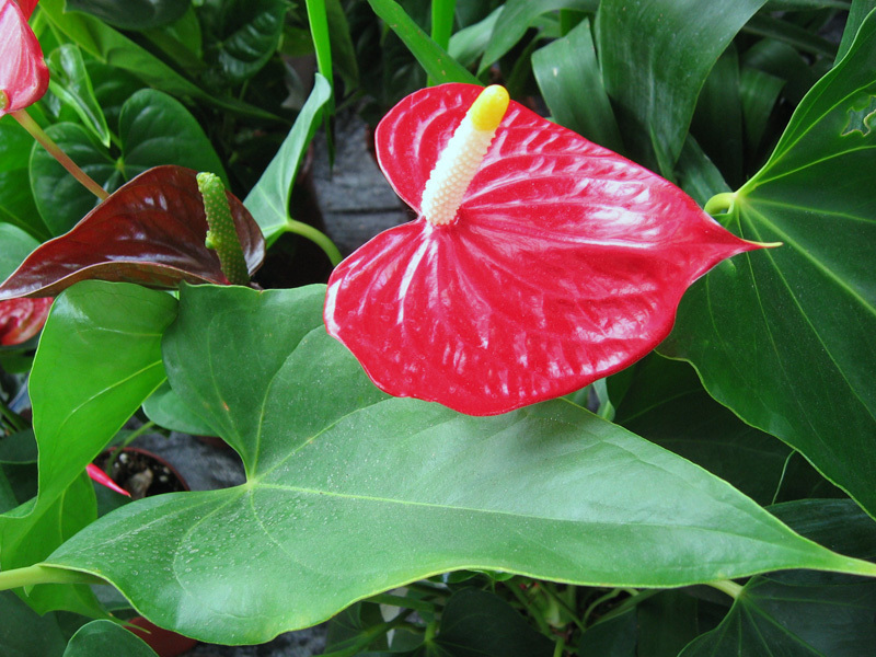 Descrição da flor do antúrio