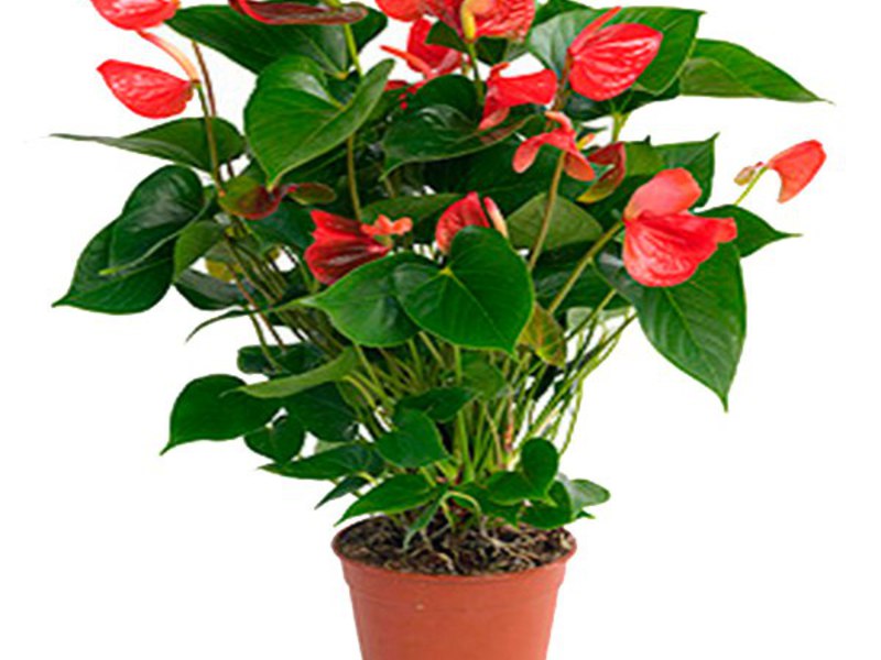 Anthurium pflanzen und anbauen