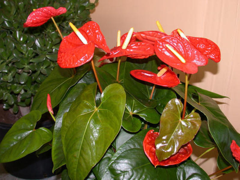 Anthurium cara menjaga bunga