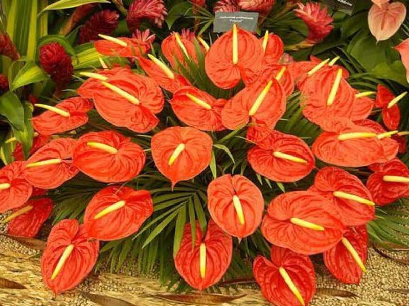 Anthurium andre